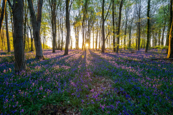 Parnholt Wood Bluebells Sunrise | Tim Jackson Photography | Buy ...